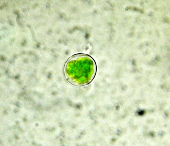 Cellula algale